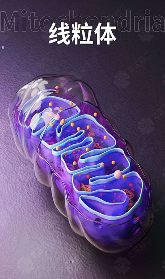 线粒体活性提纯