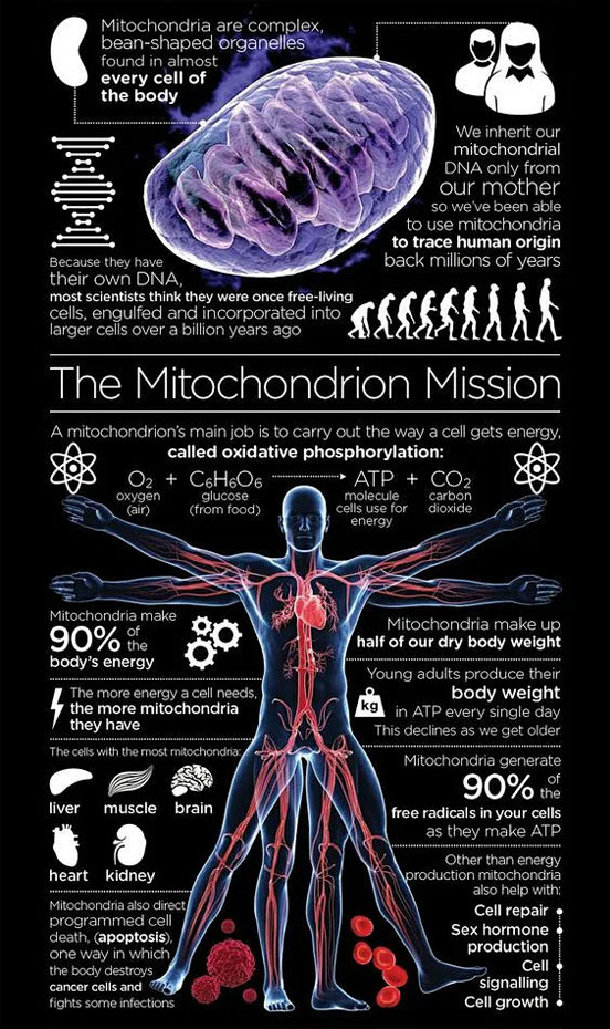 线粒体功能产业