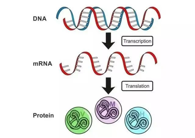 线粒体转录组学