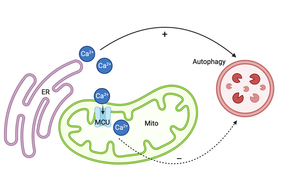 线粒体Ca2+ 测定