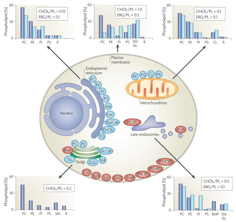 线粒体脂质组学