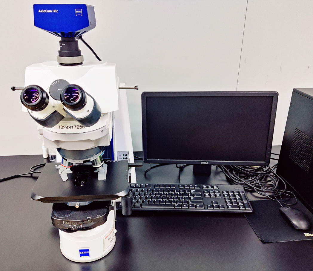 叶绿体显微观察