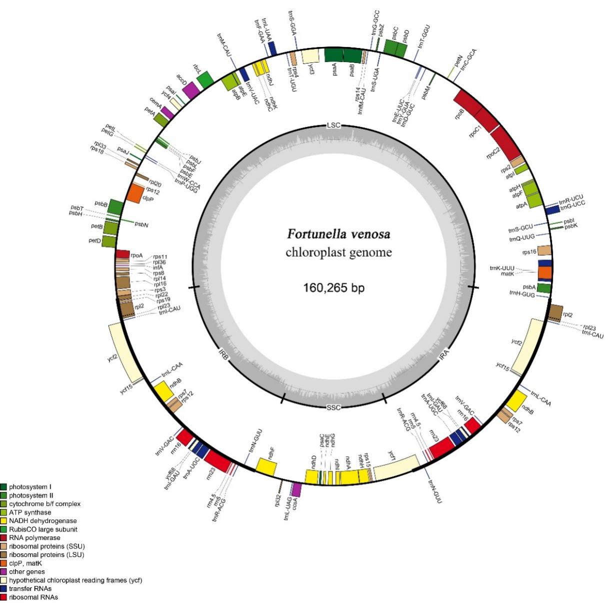 叶绿体基因组学