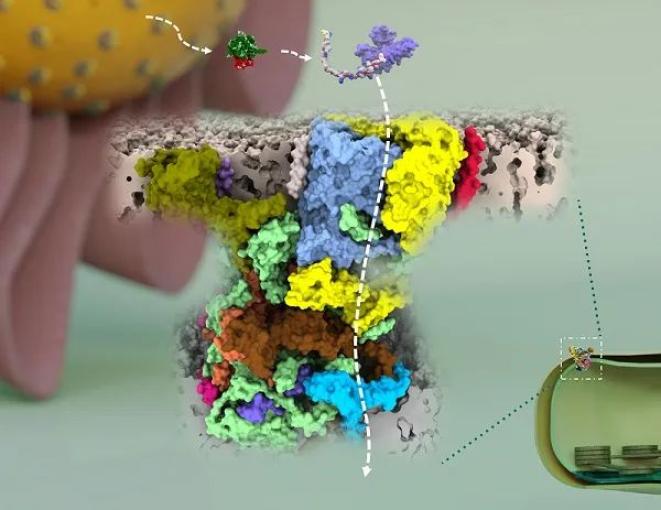 叶绿体蛋白组学