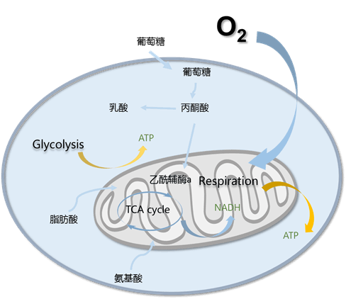线粒体耗氧率检测(OCR)