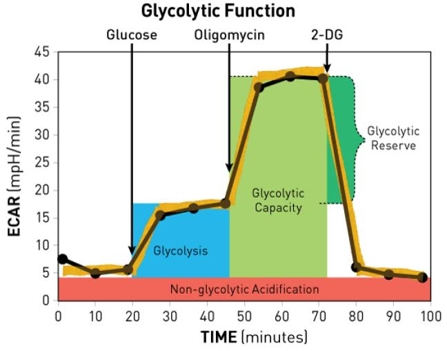 线粒体糖酵解压力测试（ECAR）