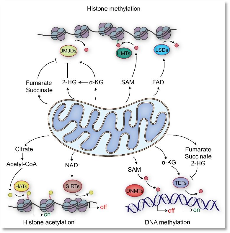 线粒体代谢物调控表观遗传修饰.jpg